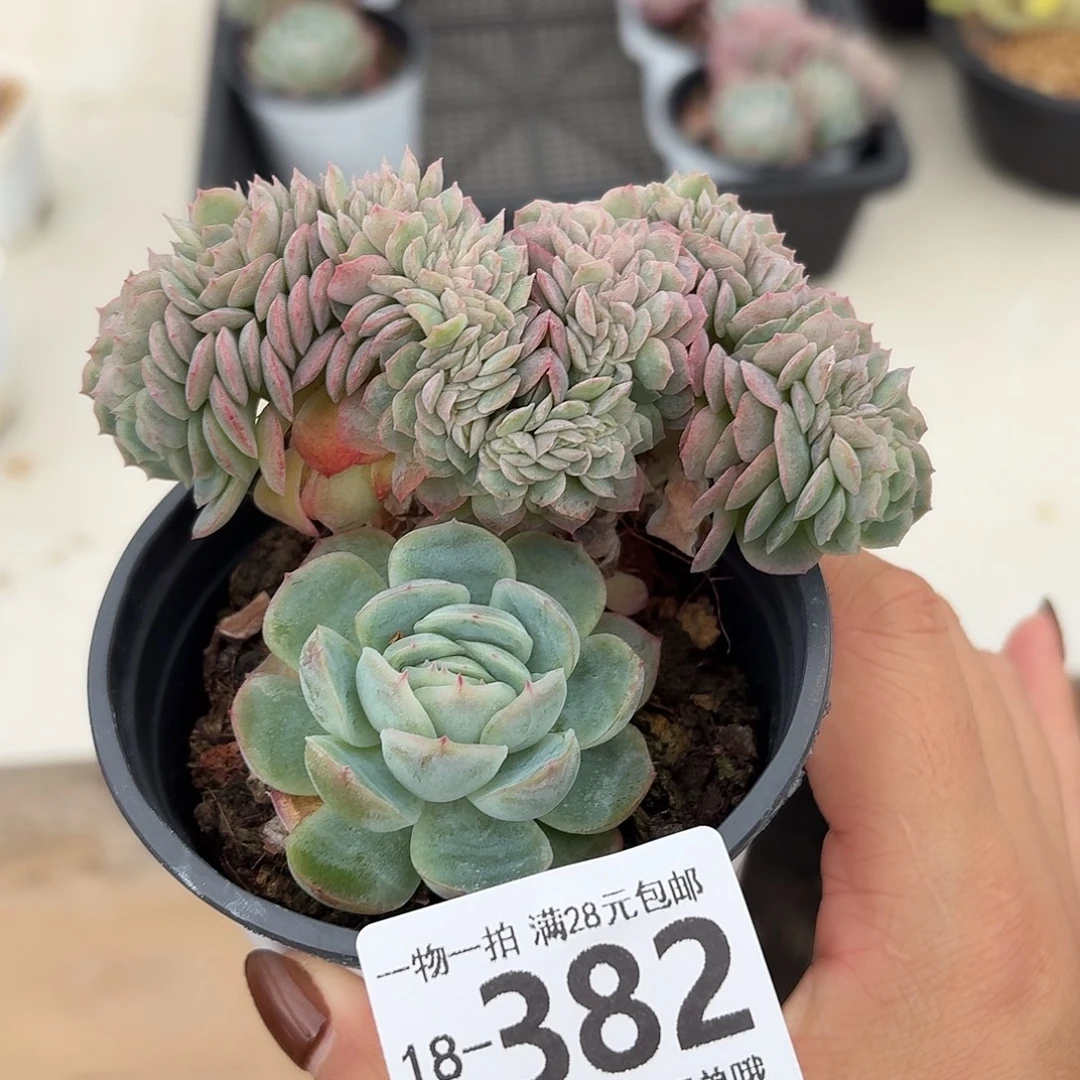 贝瑞缀无盆土发货