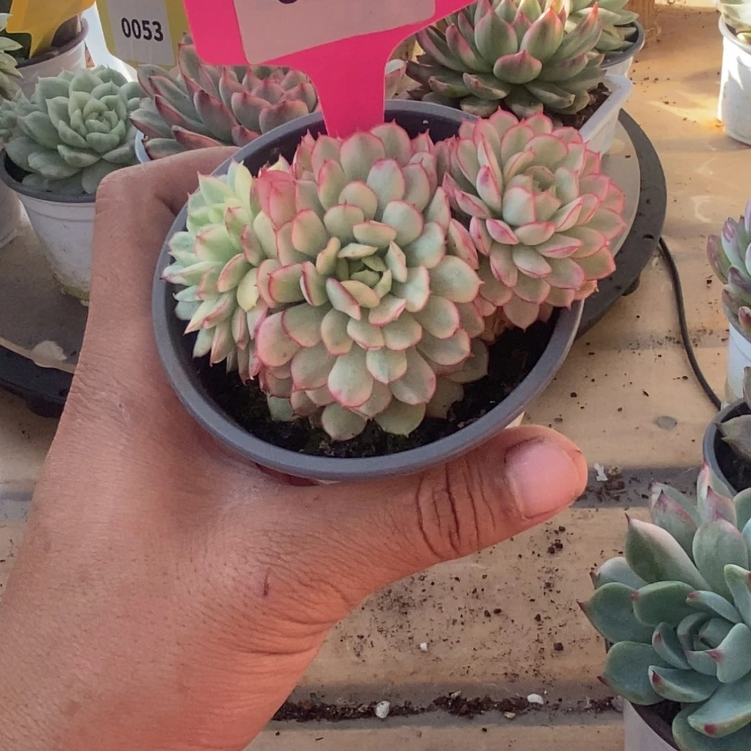 0090梦幻玫瑰哈哈哈哈