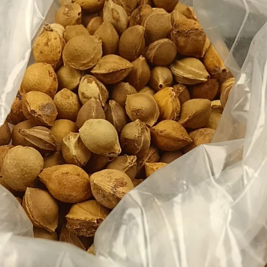 吊坠桃核野生山杏核8元一斤多随机发