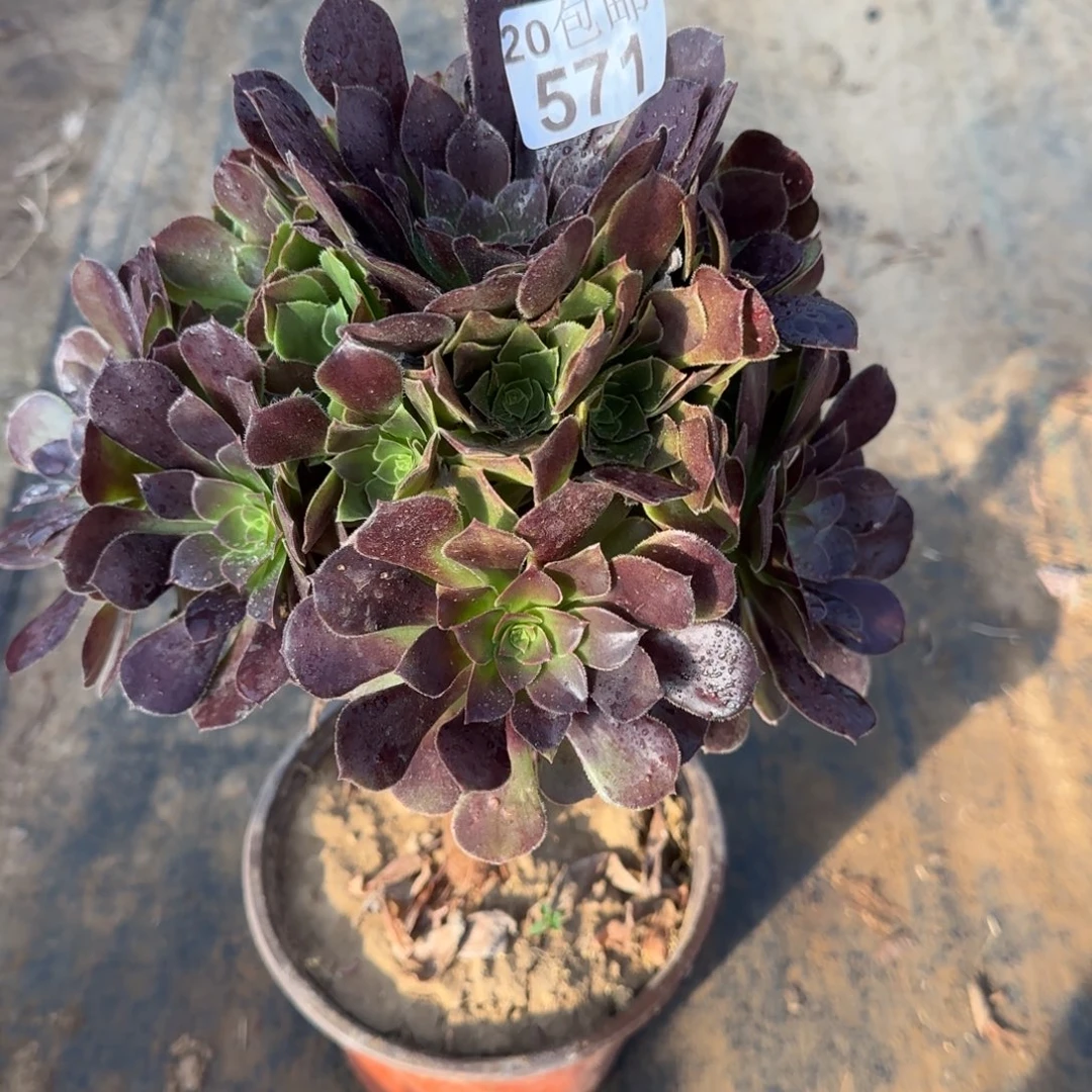 红玫瑰571满20包邮断枝不包