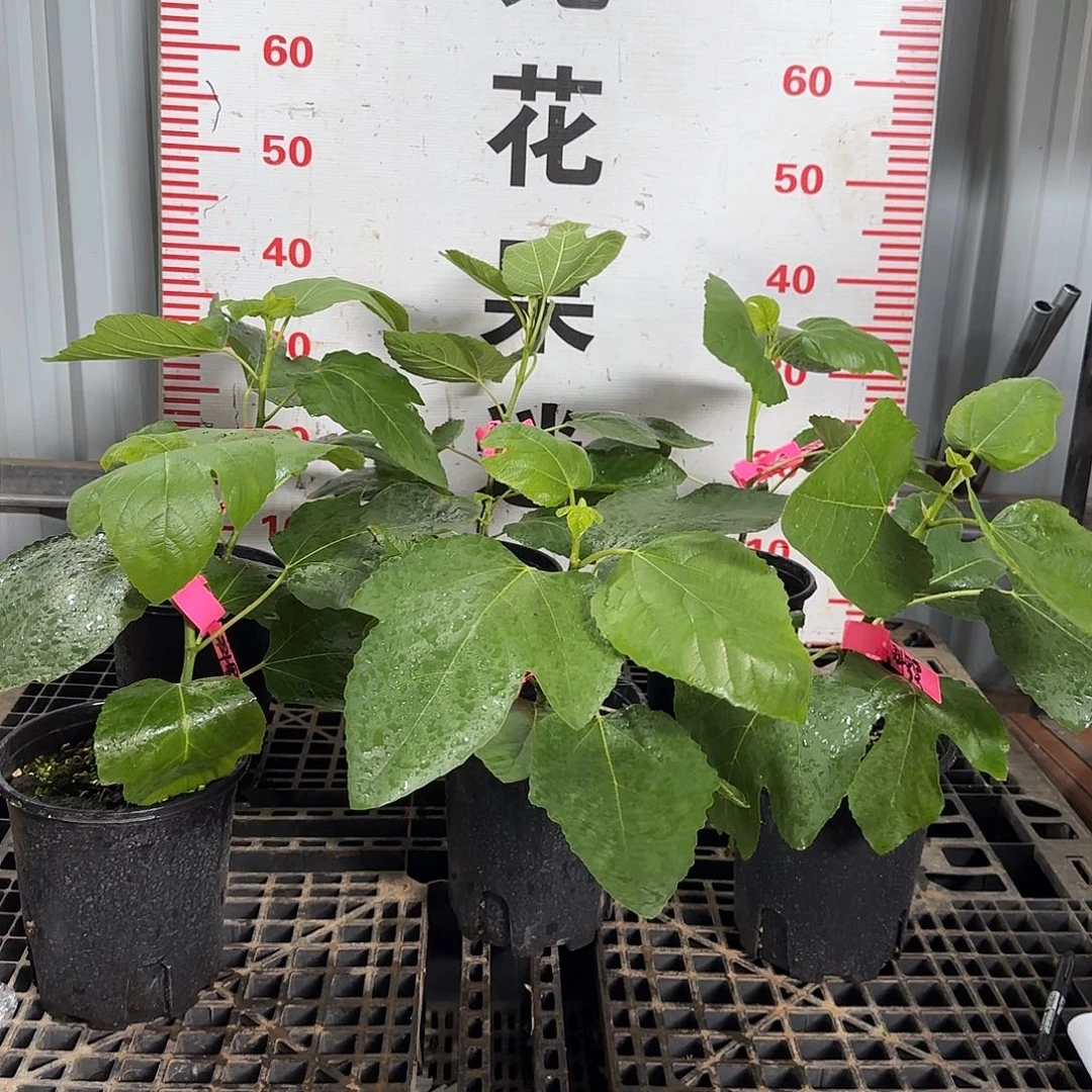当前无花栽培后可以开花科里奥普罗旺斯