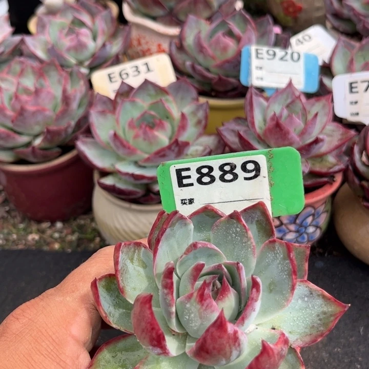 惊鸿一瞥多肉植物889