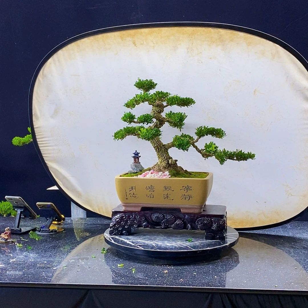 无花朵黄杨盆景造型