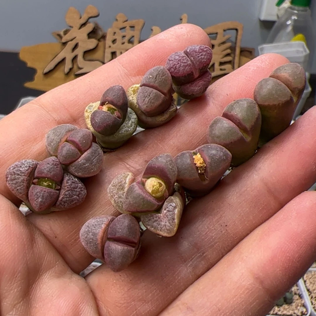 【闪购商品】0000000015