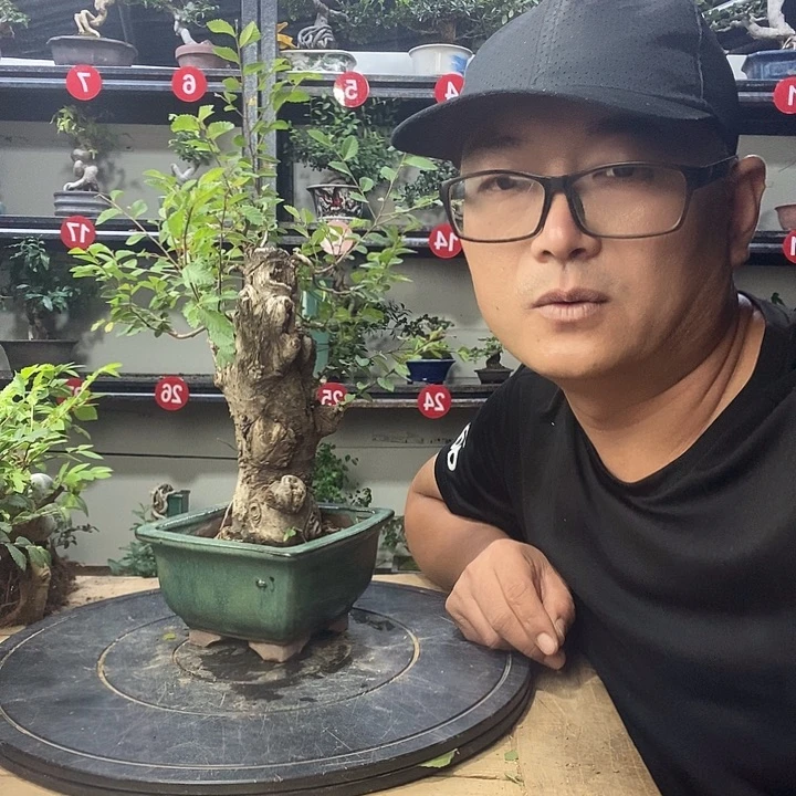 无花朵小叶榔愉两颗