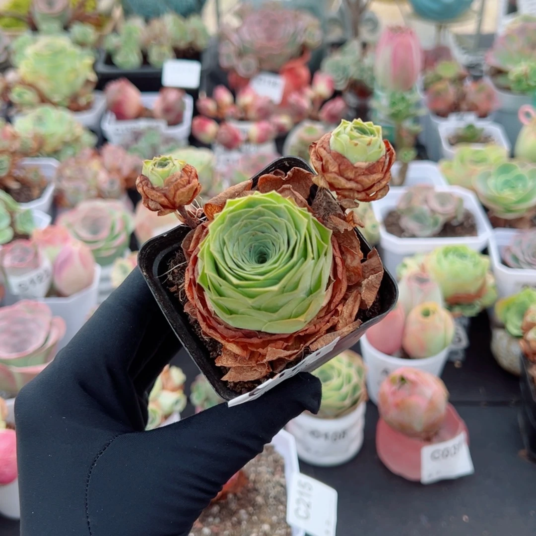 101毛帕小群福利。 一物一拍