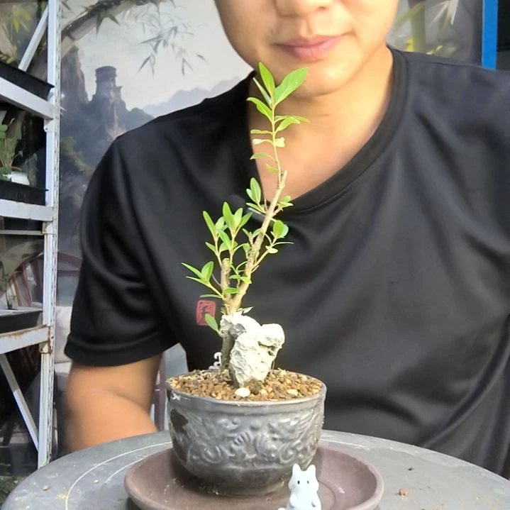闪****?中青园艺一物一拍145