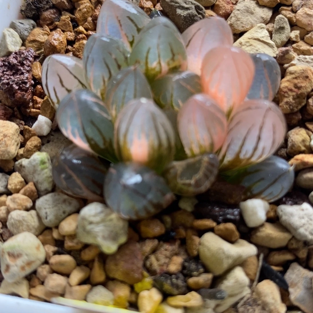 368霓虹灯玉露锦有伤叶