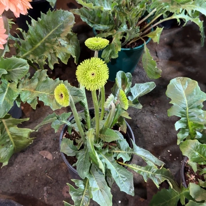 原盆原土一加仑非洲菊绿宝石