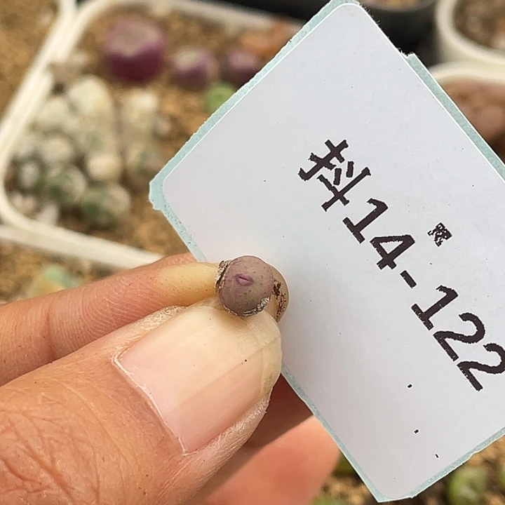 香*14-122肉锥多肉植物