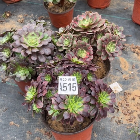 515三个法师不包断枝