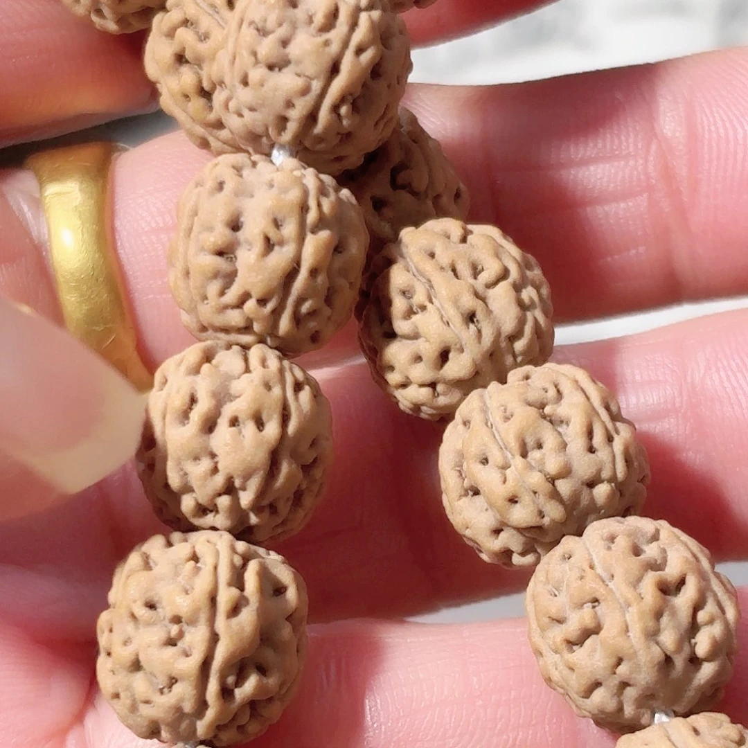 张***）印度尼西亚葛地利纯血一代龙12手持