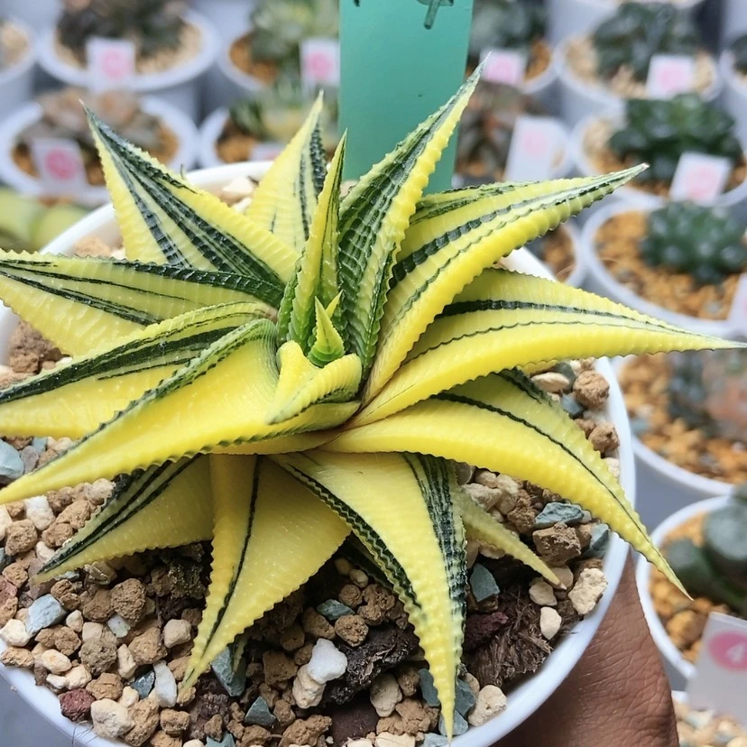 【闪购商品】琉璃殿124