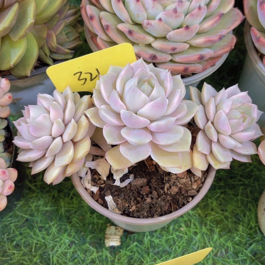 远***你云南金致家精品多肉