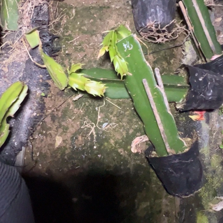 蛇蝎美人嫁接小破苗一颗