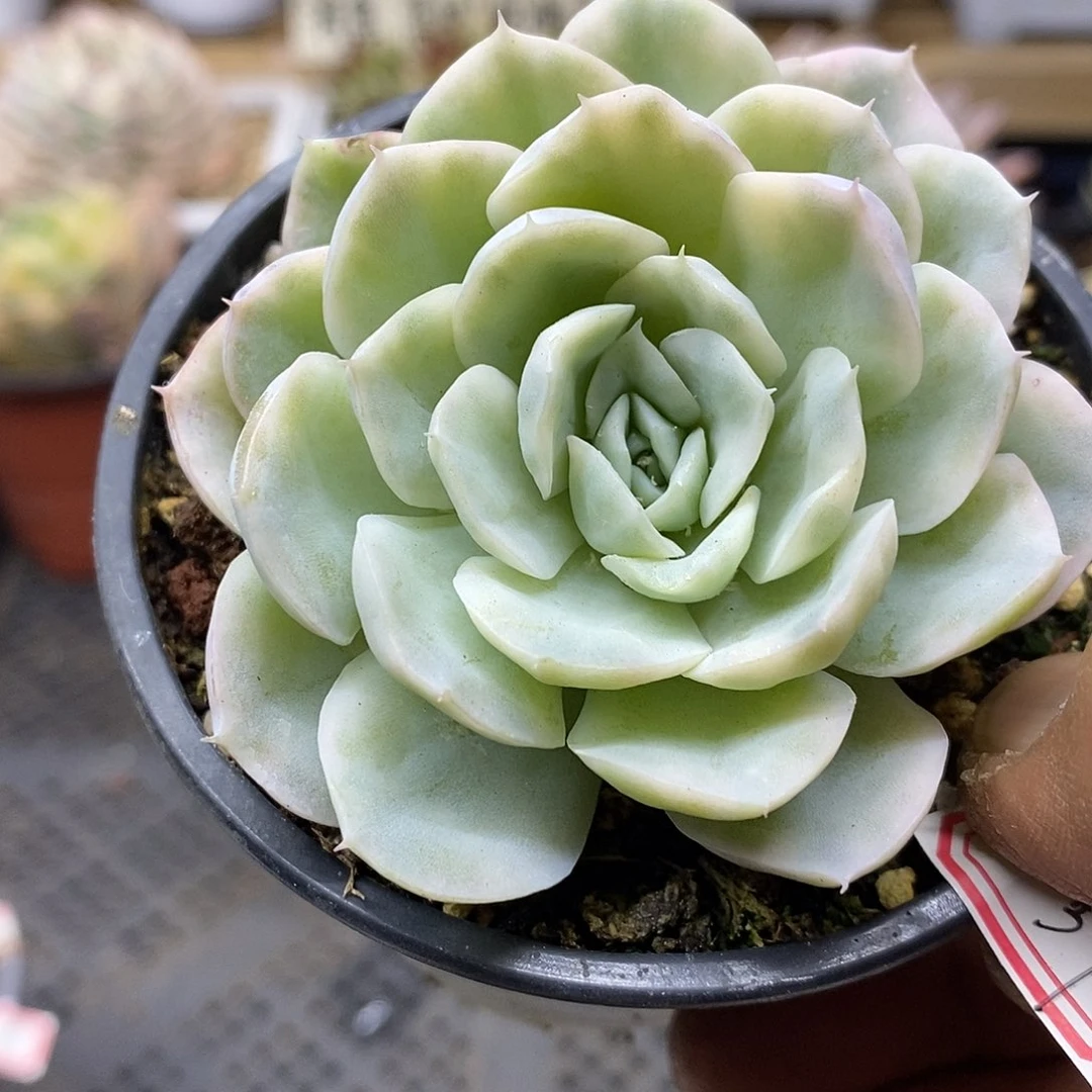 1837 小墨西哥雪球锦