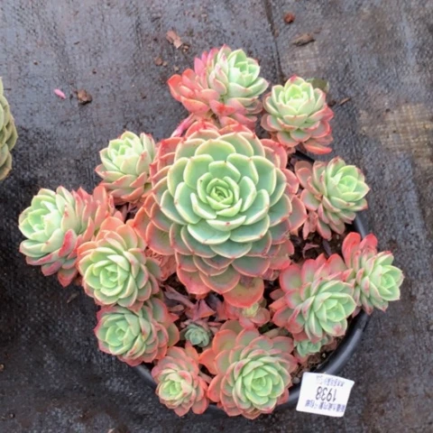 芳*@1938哈密瓜多肉