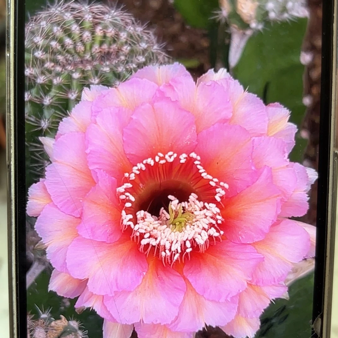 彩草2420侧牙3公分左右