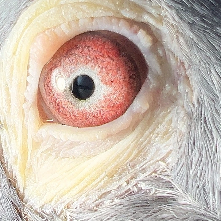 无***名林波尔环号，1088885