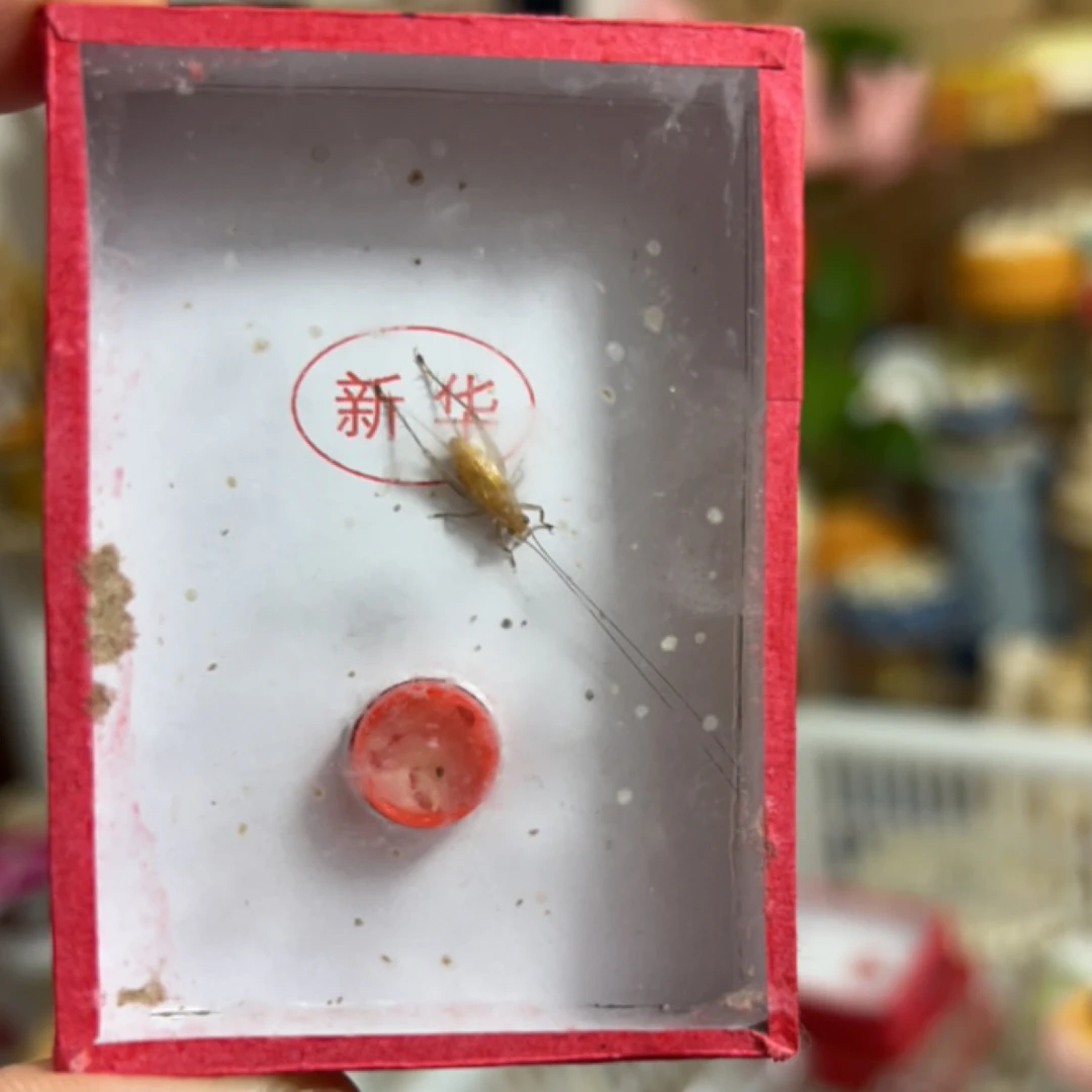 新华大黄蛉 鸣叫性高 见光叫