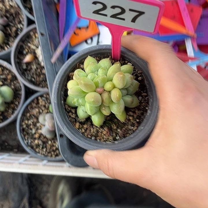 多肉植物x系群227