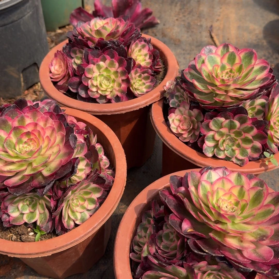 15.8荔枝手捧啊啊啊啊啊