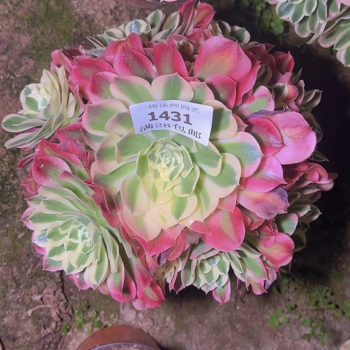 1431白凤多肉植物老桩