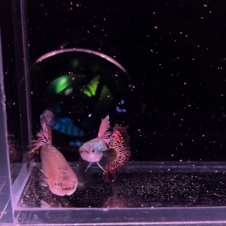 孔雀鱼精品半月尾红龙1对