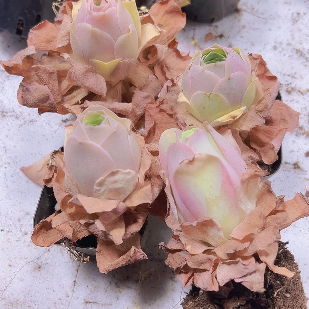 老桩粉桃5个19包邮