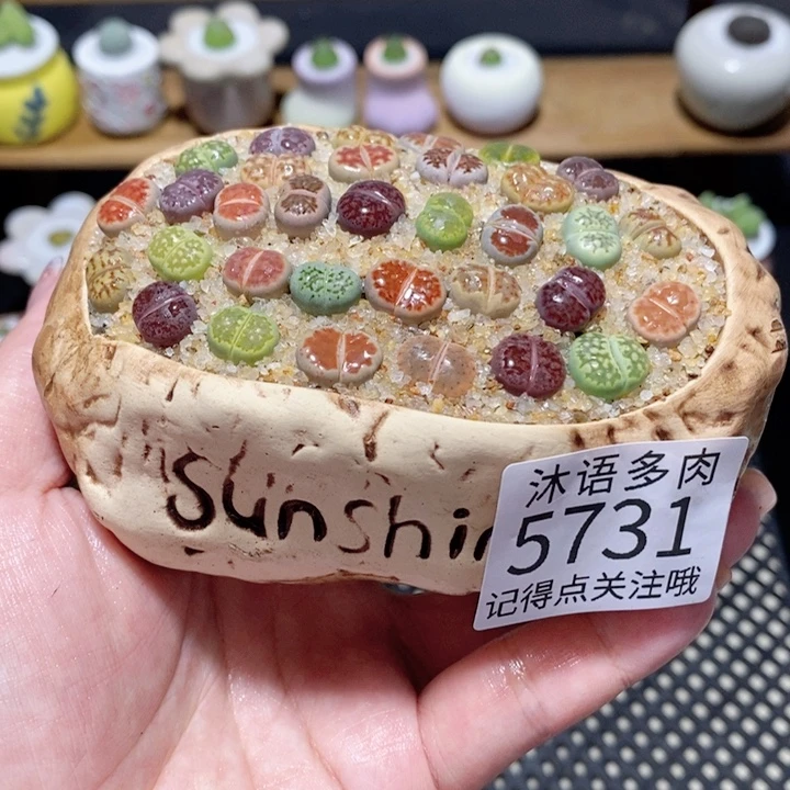 带盆土植物 一物一拍5731