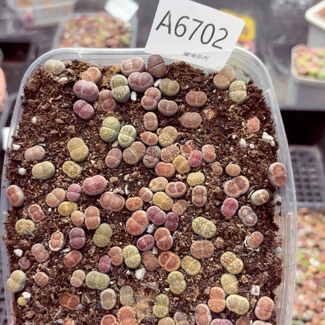 6702–。生石花 生石花