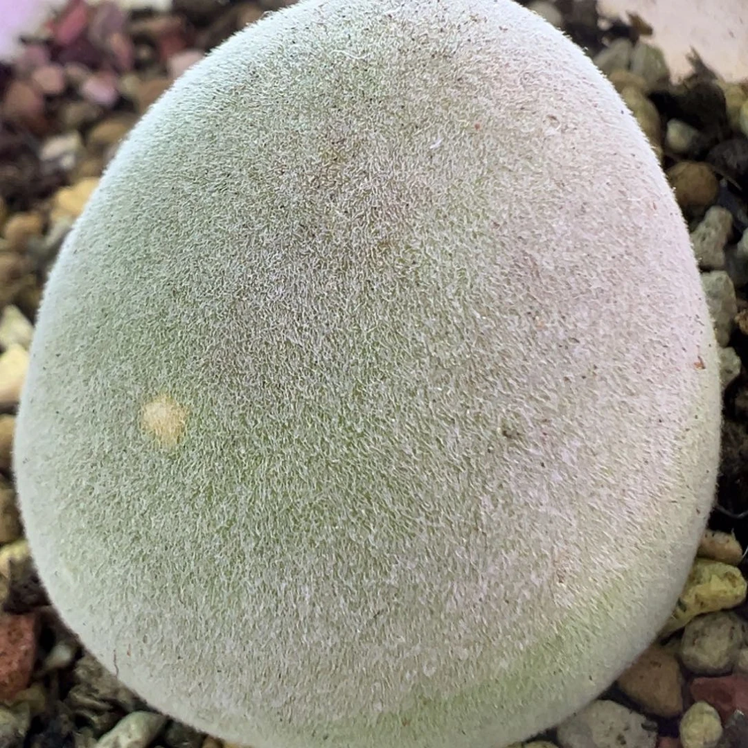 大宝辉  肉锥植物