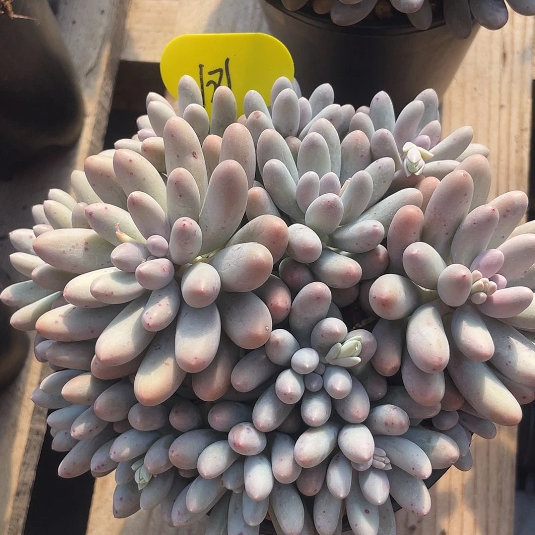 大叶汤圆多肉植物181