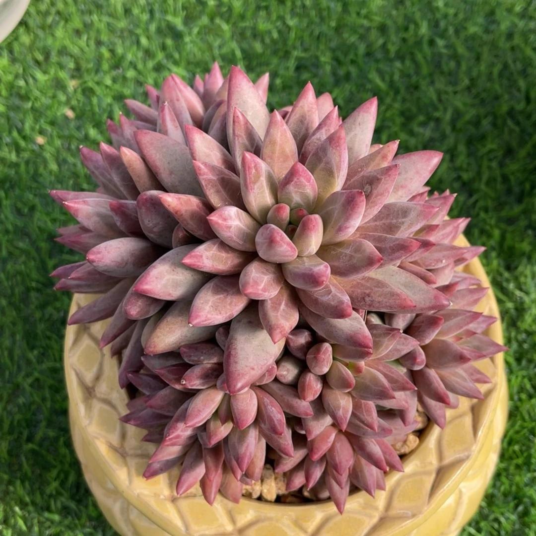 羽毛纹虞美人多肉植物