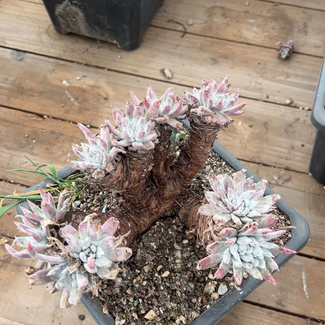 2907白姆二代杂哈哈哈哈哈