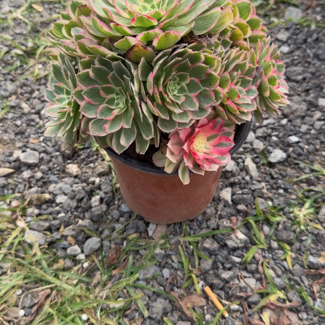 081孔雀翎 多肉植物