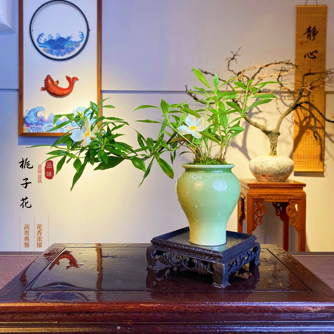 海岛栀子花意境盆景盆栽室内客厅茶桌书房庭院摆件四季好养