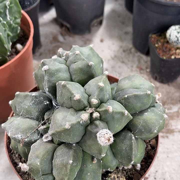 仙人球开花x仙人球