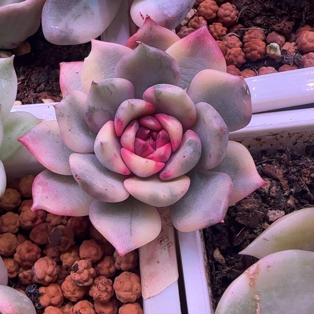 葱**顶葱花 多肉植物