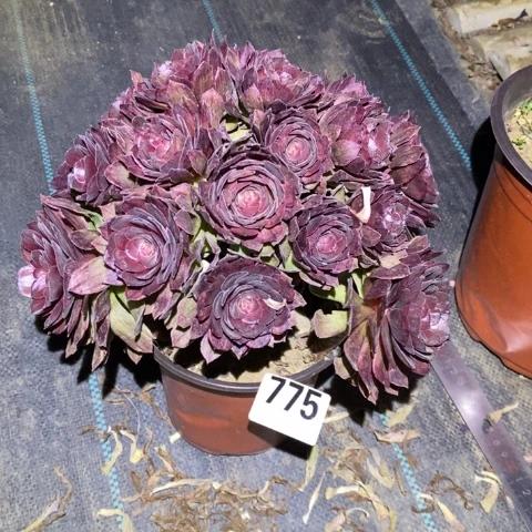 红丝绒多肉植物法师不包损有伤