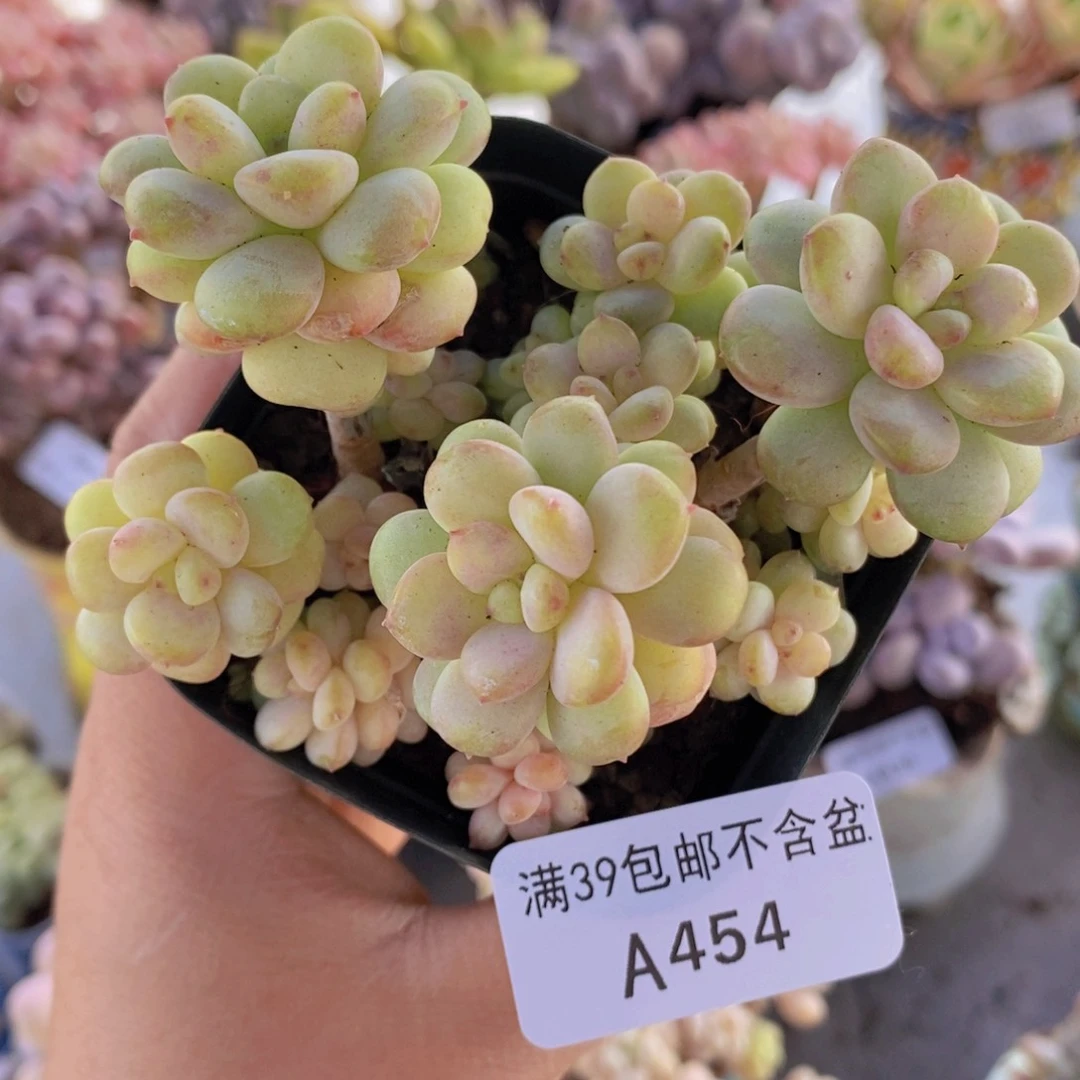 阳光玫瑰8cm454多肉植物