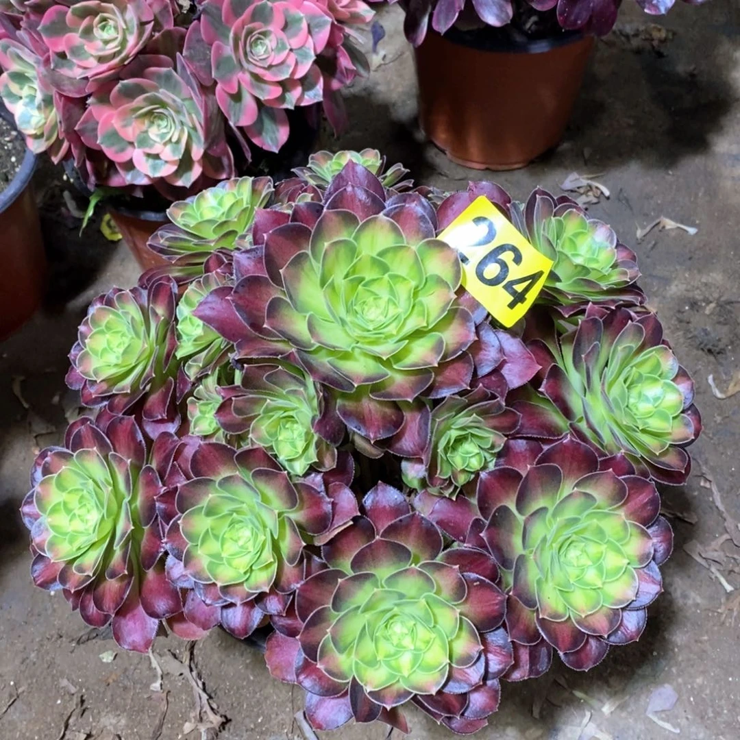 韶华多肉法师264