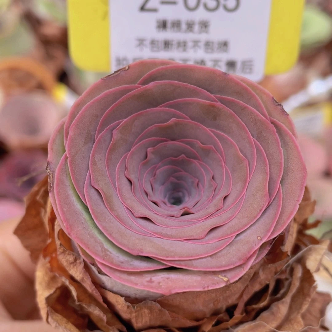 山地玫瑰Z035断枝不包损不售后