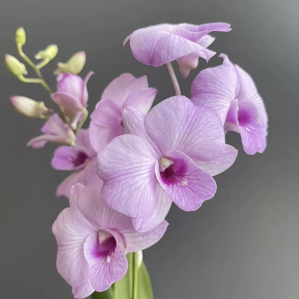 大花美人  单支  秋石斛兰 开花艳丽适合客厅摆放的盆栽兰花