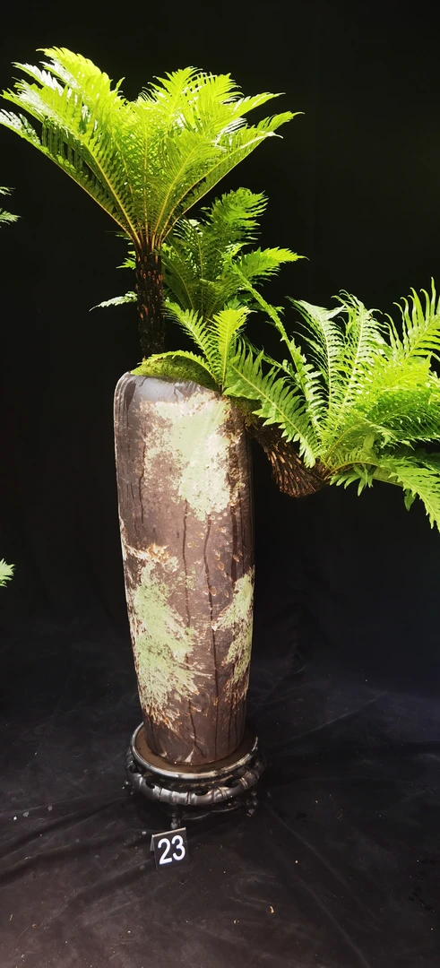 特大号落地绿植盆栽室内客厅摆件电视柜两旁茶室富贵树金钱兜大型