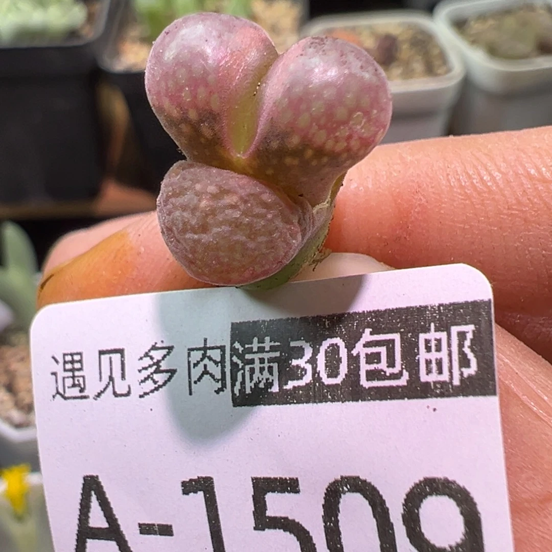 多肉植物11111111111