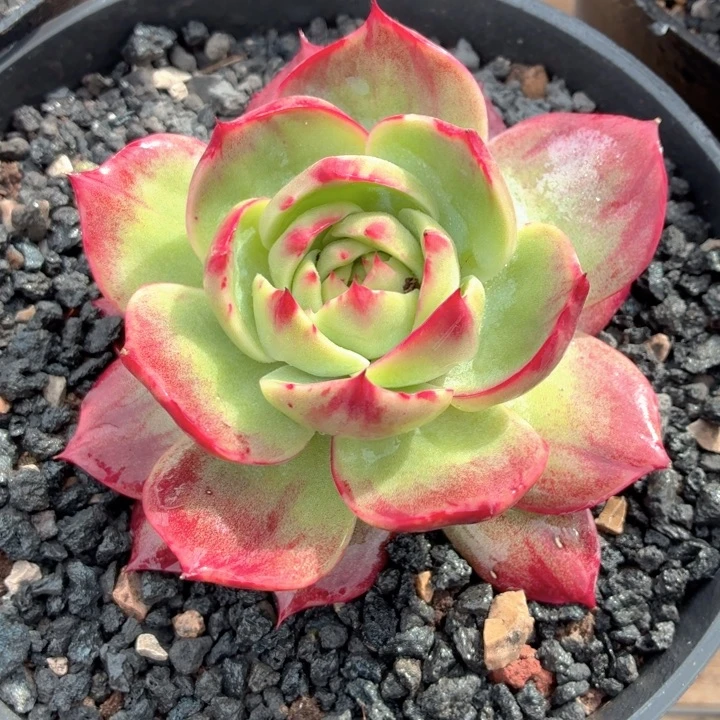 开播福利惊鸿仙子