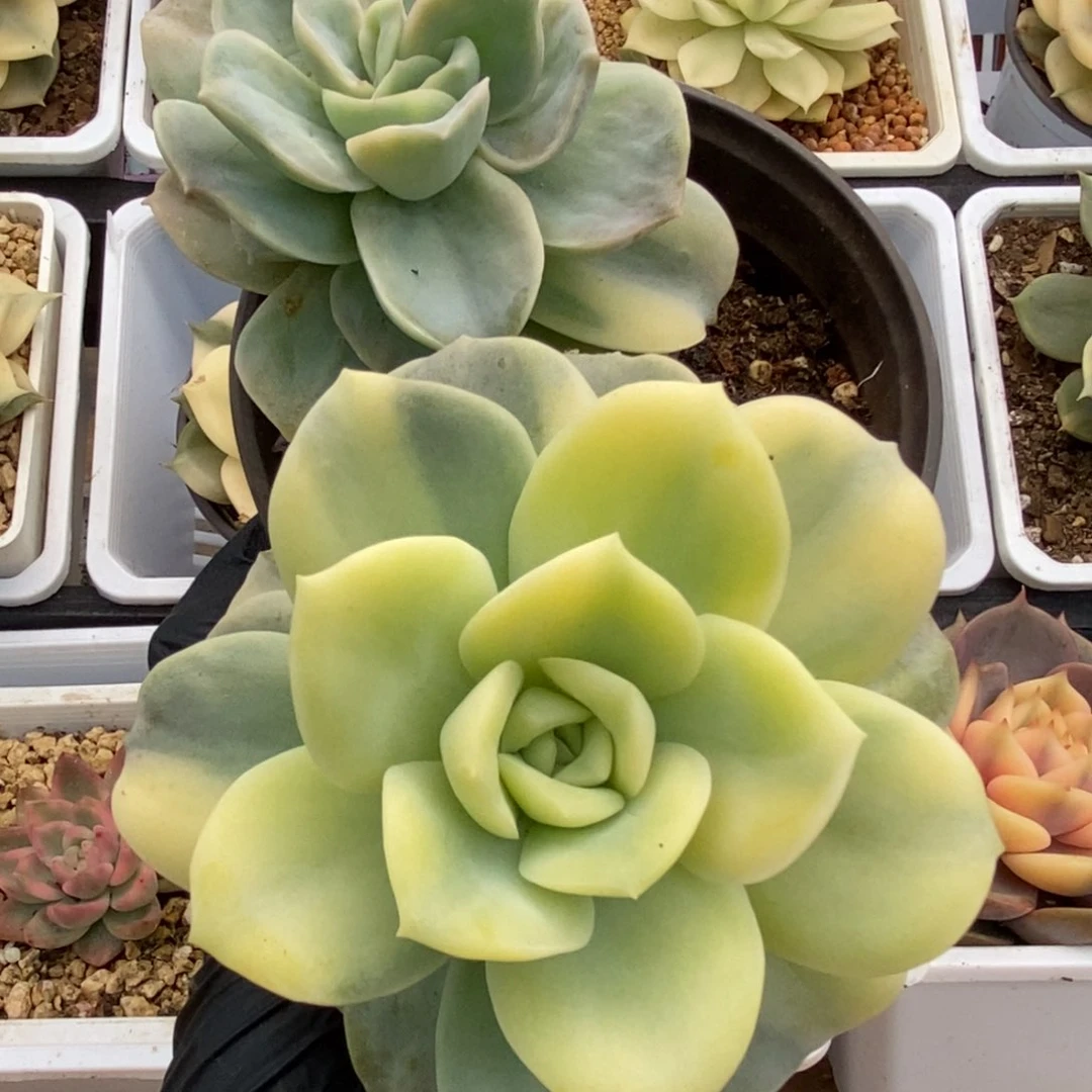 644可爱玫瑰锦锦锦锦锦锦