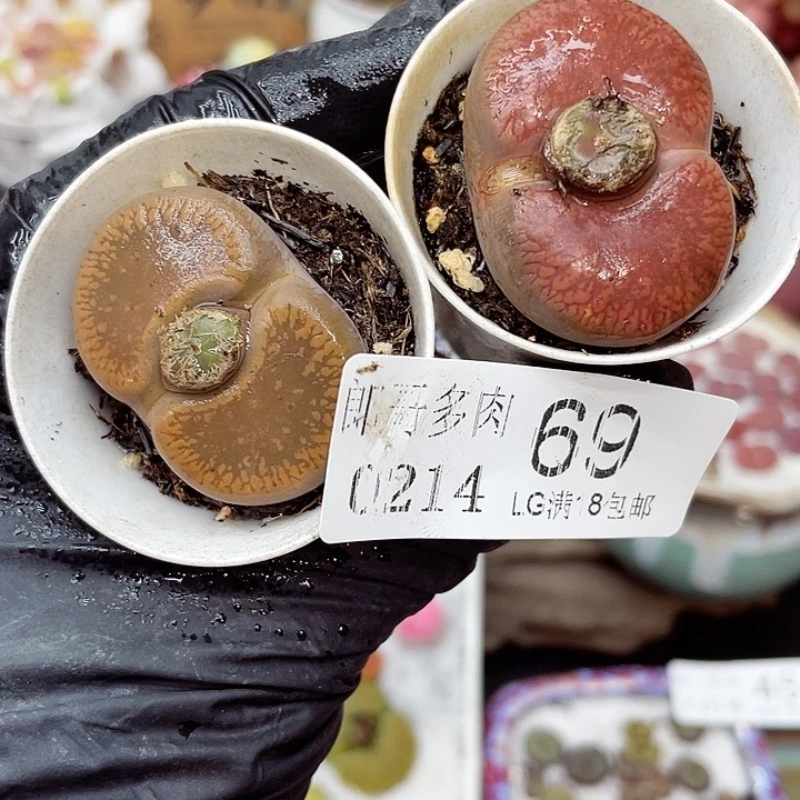 生石花满18包邮14-69