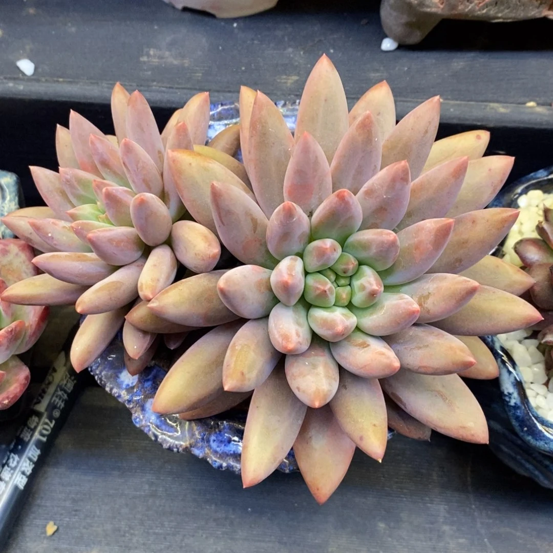 水晶球多肉植物盆栽